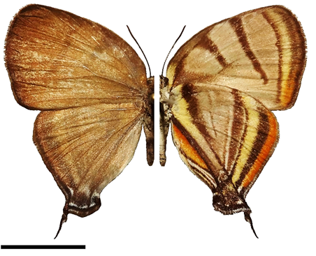 Arawacus erthesa
