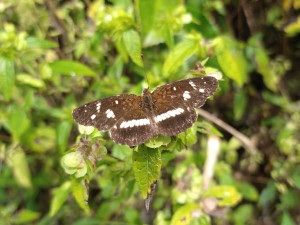 21 IMG_20230620_130140180