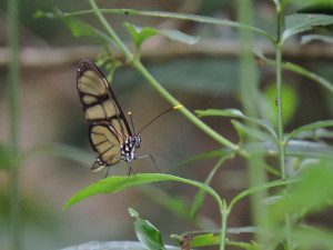 12 DSCN5077
