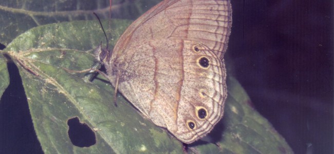 Yphtimoides blanquita